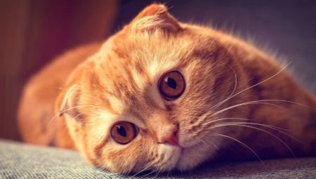 About Scottish Fold cats with red color