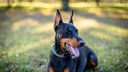 Is it necessary to arrest Doberman’s ears and tail, or can it be left unbroken?