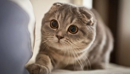 Color Scottish Fold cats