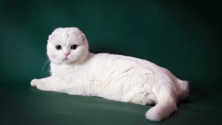 Description and content of white Scottish cats