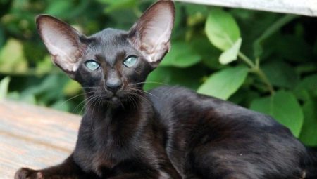Description and conditions of keeping black oriental cats
