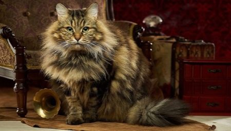 Description, types of color and features of the content of Siberian cats