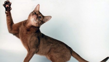 Features of the nature and behavior of cats