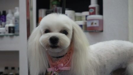 Features and types of Maltese haircuts