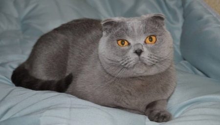 Nagtatampok ng Scottish Blue Fold Cat