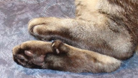 Fingers in cats: their function and quantity