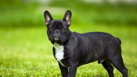 Pros and cons of the French Bulldog breed