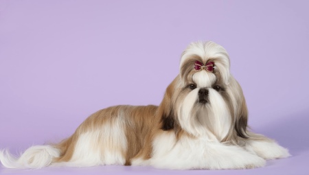 Pros and cons of Shih Tzu breed