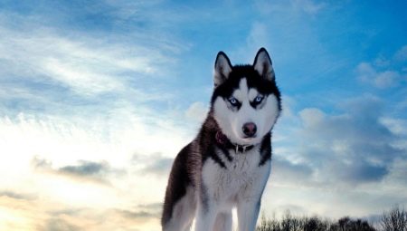 Pros and cons breed dogs husky