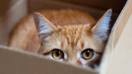 Why do cats love boxes and packages?