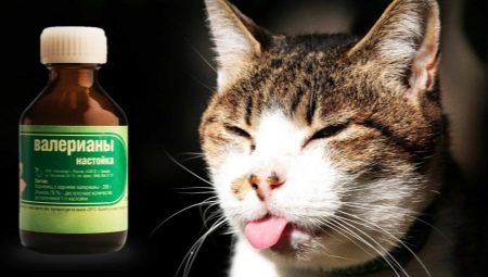 Why do cats love valerian and is it possible to give it?