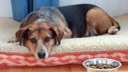 Why the dog does not eat dry food and how to teach it to him?