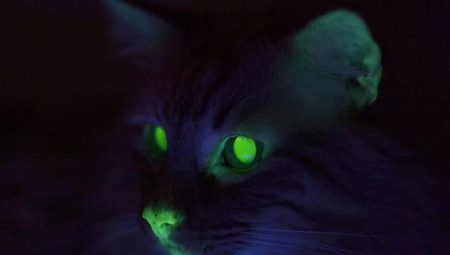Why do cats have eyes in the dark?