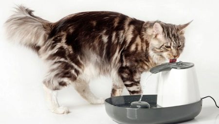 Drinkers for cats: variations and recommendations for selection