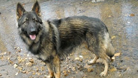 American Shepherd Breeds and Peculiarities of Their Content