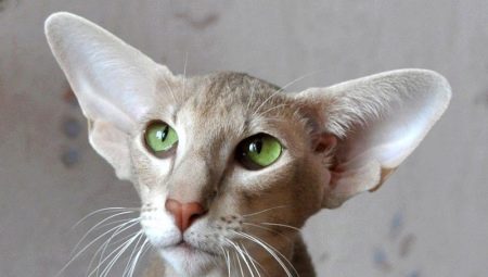 Breeds of cats and cats with big ears