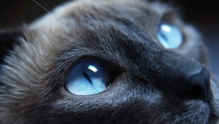 Breeds of cats with blue eyes