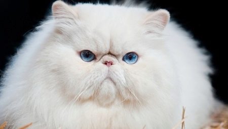 Breed cats with a flat face