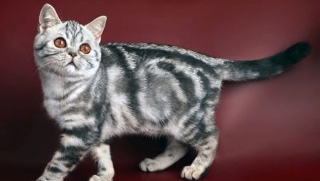 Breeds of marble cats