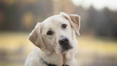 Dog breeds similar to labradors