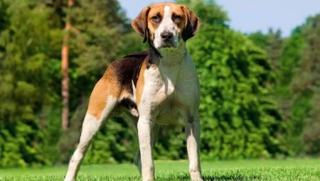 Breeds of dogs of medium size: common features, species with a description, selection, care