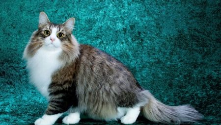 Fluffy cats: the best breeds and features of their care