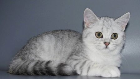 A variety of colors Scottish straight cats