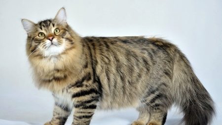 Russian cats: description, breed, choice and nuances of care