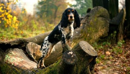 Russian hunting spaniel: the characteristic of breed and cultivation