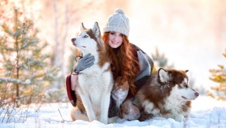 Red Husky: color and content