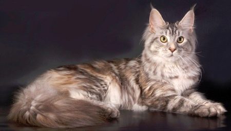 The biggest domestic cats in the world