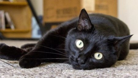 The smartest cat breeds in the world