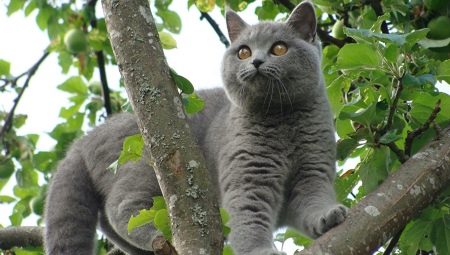 Gray cats: the nature and subtleties of care