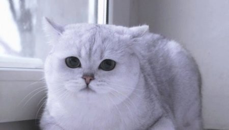 Scottish chinchilla: color variations, character and conditions of the cats