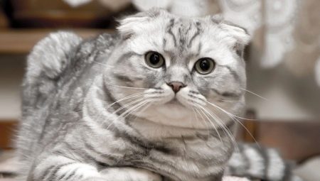 Scottish Fold cats: color types, character and rules of keeping