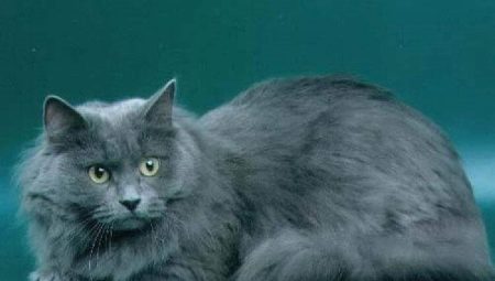 Siberian cat blue color