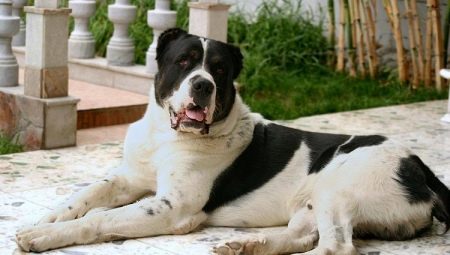 How many years live alabai and on what their lifespan depends?