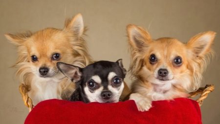 How many years does a chihuahua live and what does it depend on?