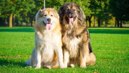 How many years Caucasian Shepherd Dogs live and what does it depend on?