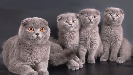 How many years do Scottish cats live and what does it depend on?