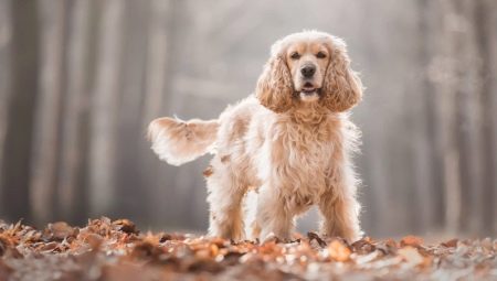 How many years do spaniels live and what does it depend on?