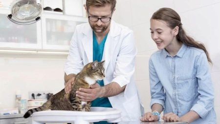 How much does a cat weigh?