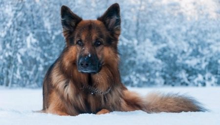 How long does shepherd live and what does it depend on?