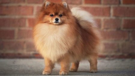 How long do the Pomeranian Spitz live and what does it depend on?