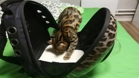 Tips for choosing a plastic carrier for cats