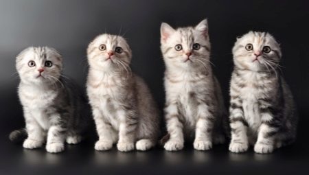 List of names for Scottish cats