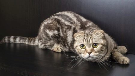 List of names for Scottish Fold cats