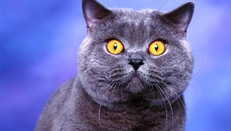 List of nicknames for British cats and cats