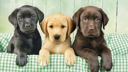 List of nicknames for labrador girls