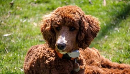 List of nicknames for poodles